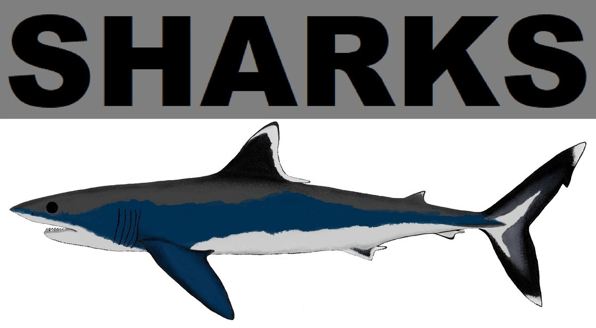 – SHARKSWORLDWIDE