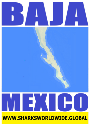 BAJA MEX M