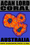 CORALS ACAN V3 M