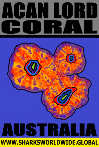 CORALS ACAN V3 M