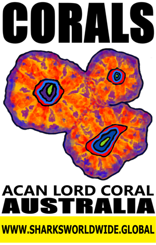 CORALS ACAN V2 M