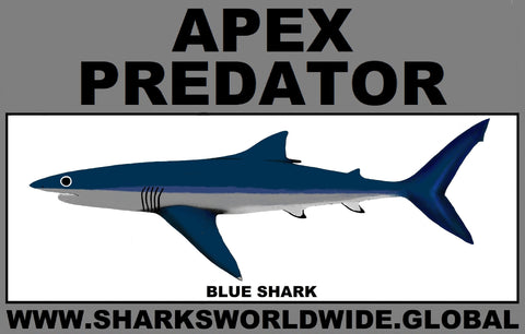 AP BLUE SHARK C