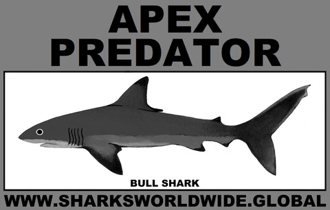AP BULL SHARK C