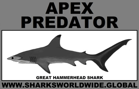 AP G HAMMERHEAD C