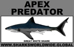 AP GREAT WHITE C