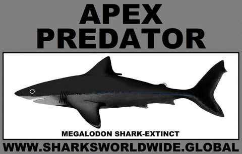 AP MEGALODON C