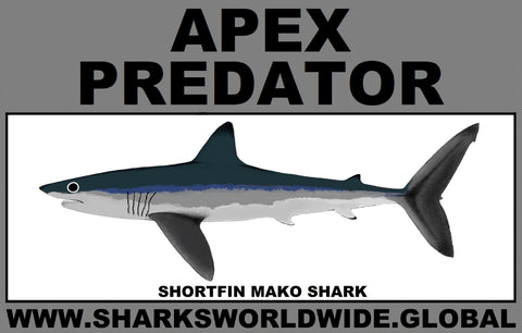 AP SHORTFIN MAKO C