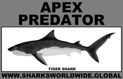 AP TIGER SHARK C