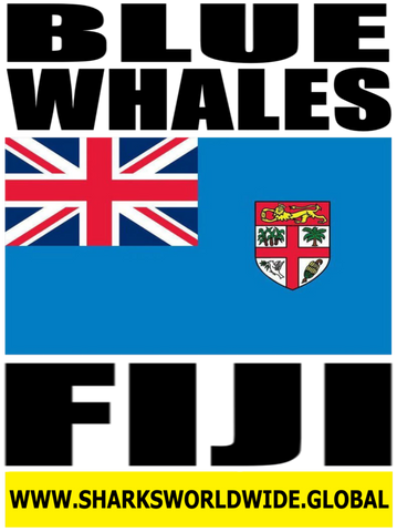 BLUE W FIJI T2