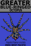 GBR OCTOPUS V1 T