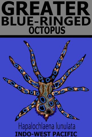 GBR OCTOPUS V1 T