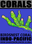 CORALS BIRD T