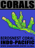 CORALS BIRD M