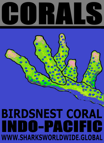 CORALS BIRD M