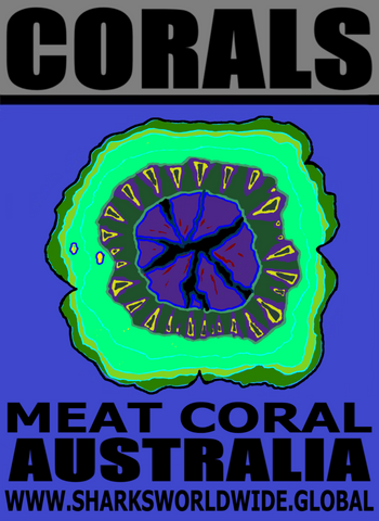 CORALS MEAT M