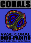 CORALS VASE T