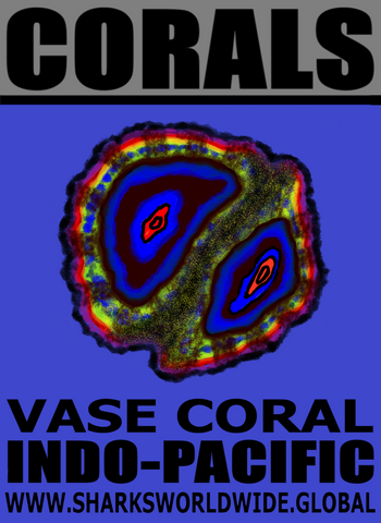CORALS VASE M