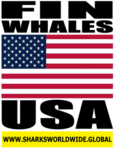 FINW USA V2 M