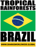 TR BRA V2 M