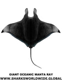 G OCEANIC MANTA V2 M
