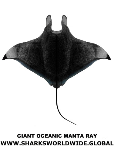 G OCEANIC MANTA V2 M