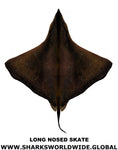 LONG NOSED SKATE V2 M