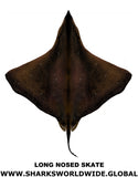 LONG NOSED SKATE V2 M