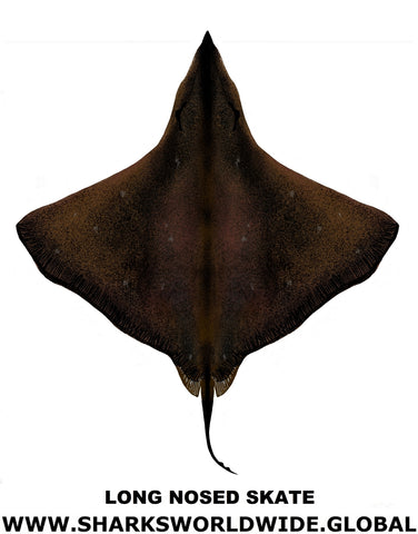 LONG NOSED SKATE V2 M