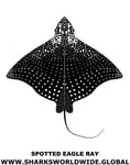 S EAGLE RAY V2 M