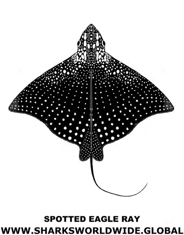 S EAGLE RAY V2 M