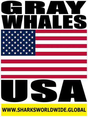 GRAYW USA V2 T