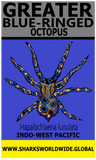 GBR OCTOPUS V2 M