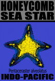 SSTAR HON M