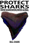 PSKT BULL S