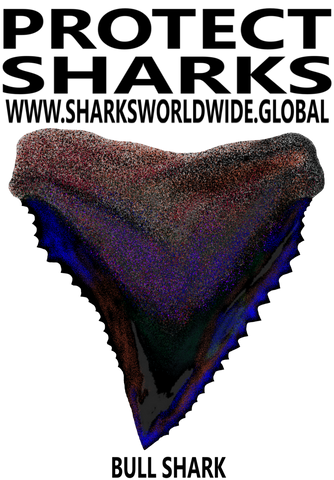 PSKT BULL C