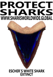 PSKT ESW C
