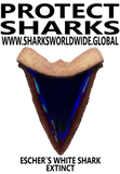 PSKT ESW C