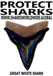 PSKT GWS V4 C