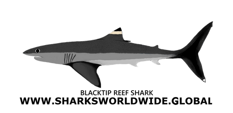 ICONIC SSP BLKTR  H