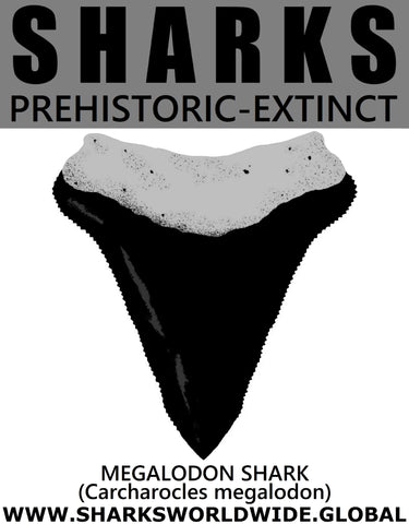 GR SSPX T MEGALODON C