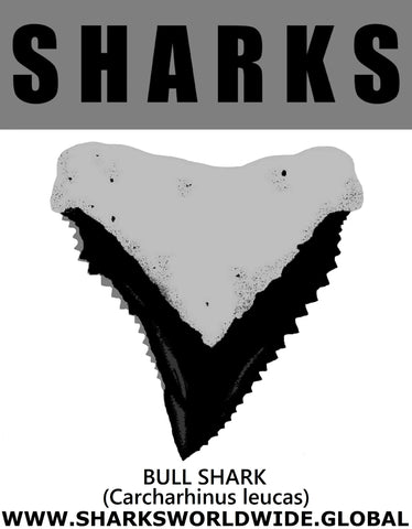 GR SRS T BULL SHARK M