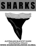 GR SRS T A BLACKTIP M