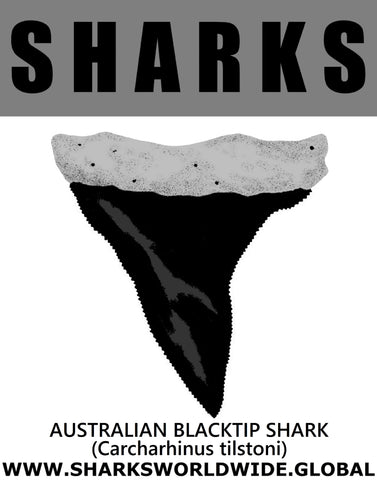 GR SRS T A BLACKTIP M