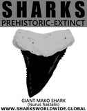 GR SSPX T GIANT MS M