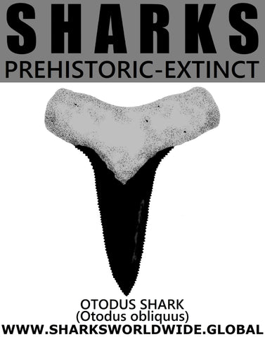 GR SSPX T OTODUS C