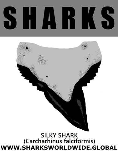 GR SRS T SILKY SHARK M