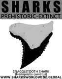GR SSPX T SNAG CURV M