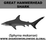 SSP G HAMMER C