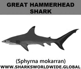 SSP G HAMMER C