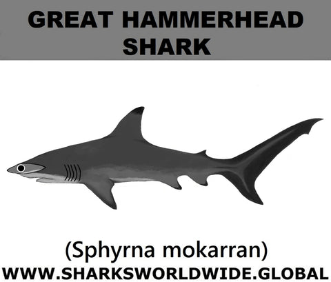 SSP G HAMMER C